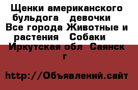 Щенки американского бульдога ( девочки) - Все города Животные и растения » Собаки   . Иркутская обл.,Саянск г.